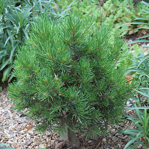 معرفی و راهنمای پرورش درختان زینتی - کاج کلرادو